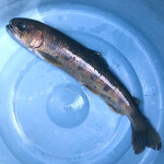 辻野養魚場的實拍圖