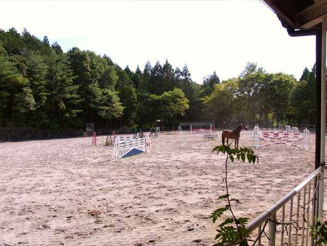 ホンキートンク的實拍高清圖