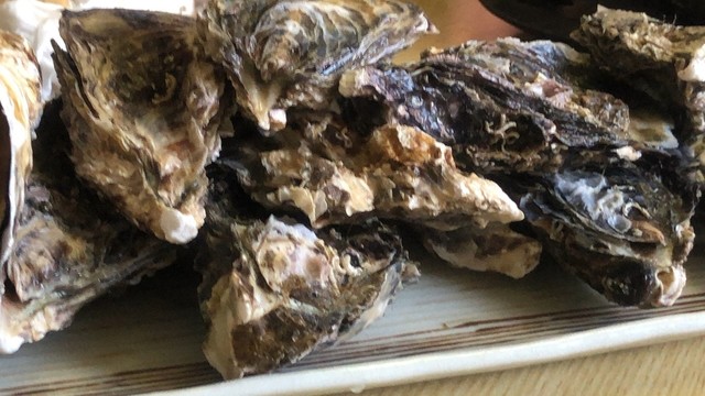 田吾作的实拍高清图