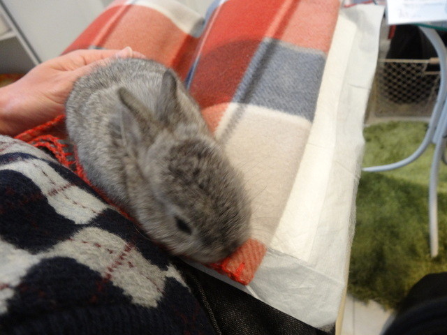 recommendations image for ミス・バニー