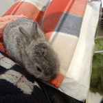 recommendations for ミス・バニー