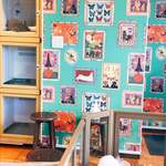 recommendations for ミス・バニー