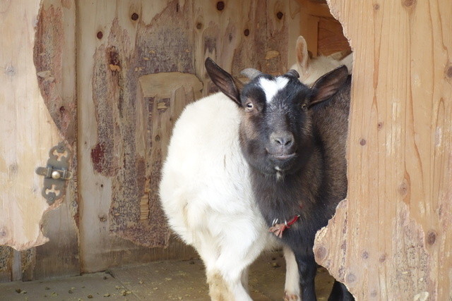 桜丘カフェ的實拍高清圖