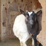 桜丘カフェ的實拍圖