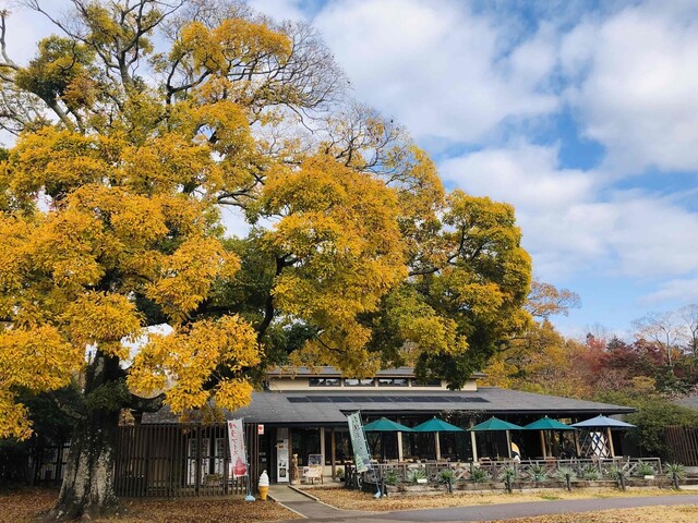 森のカフェ的實拍高清圖