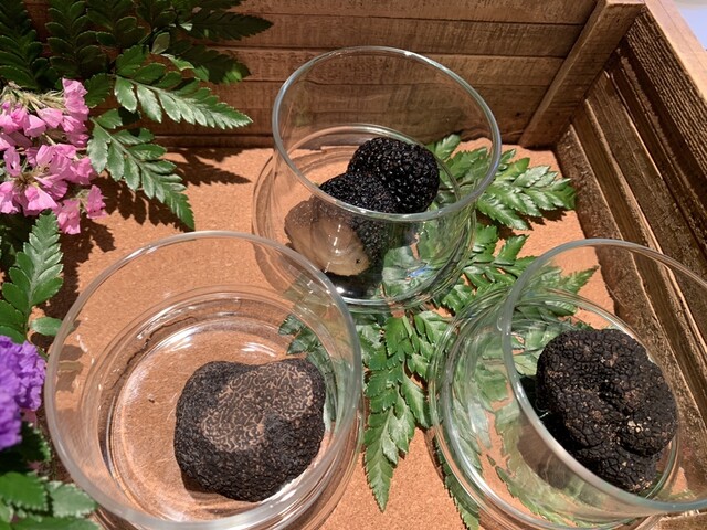 Terres de Truffes, Tokyo的实拍高清图