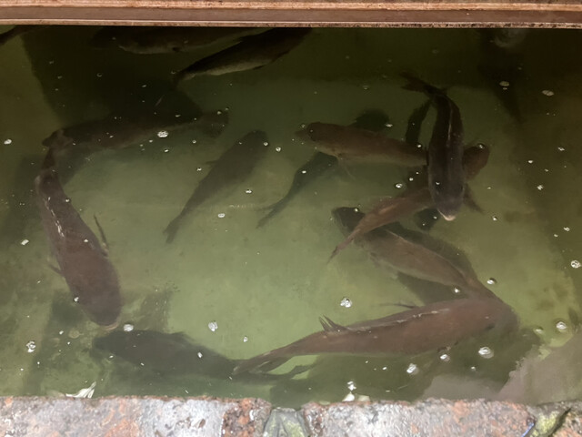 磯の屋的實拍高清圖