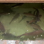 磯の屋的實拍圖