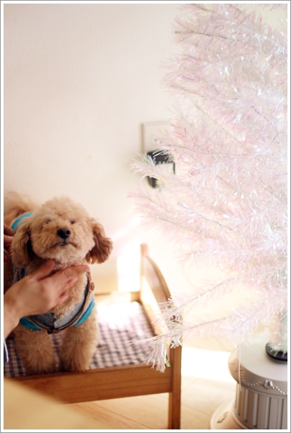 シアン ア ラ モード的實拍高清圖