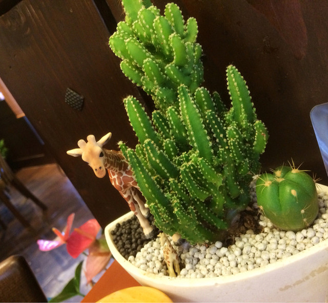 recommendations image for 炭火焙煎珈琲 きりん珈琲 豊中店