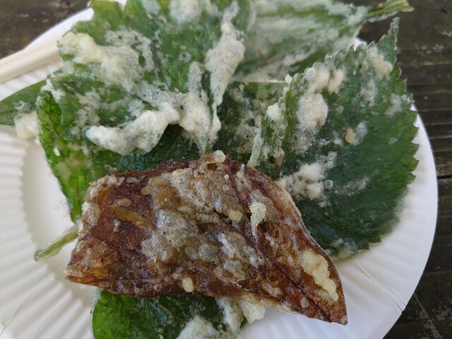 景信山頂上　景信茶屋　青木的实拍高清图