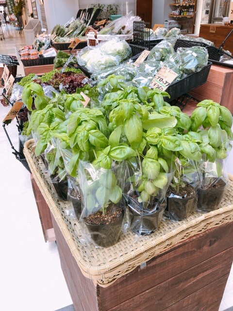 心美菜果的实拍高清图