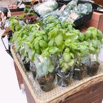 心美菜果的实拍图