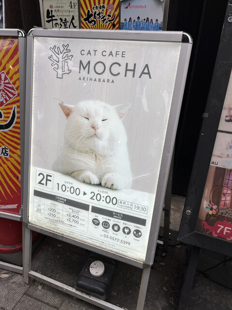 猫カフェMOCHA 秋葉原店的實拍高清圖
