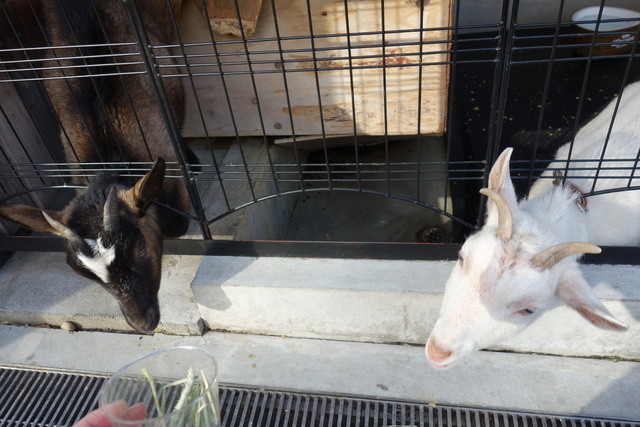 桜丘カフェ的實拍高清圖