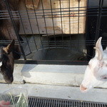 桜丘カフェ的實拍圖