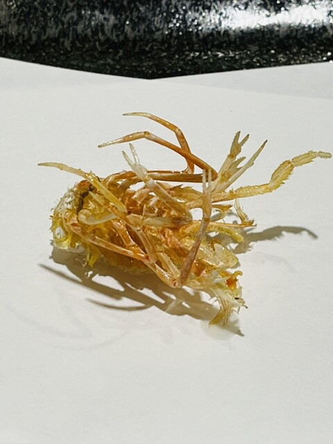 銀座 天一 博多店的實拍高清圖