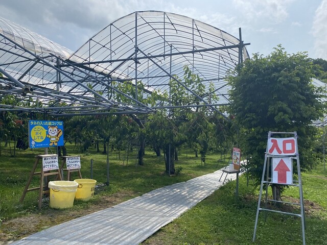 さくらんぼ山観光農園的實拍高清圖