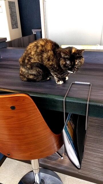 Cafe&Diningbar With Cat's Lamp的实拍高清图