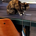 Cafe&Diningbar With Cat's Lamp的实拍图
