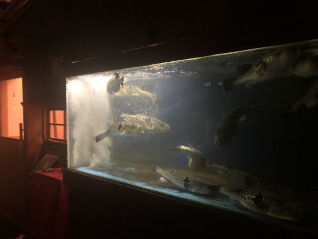 山福的實拍高清圖
