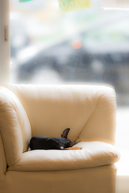 recommendations image for 保護犬＆保護猫カフェ 寺田町店