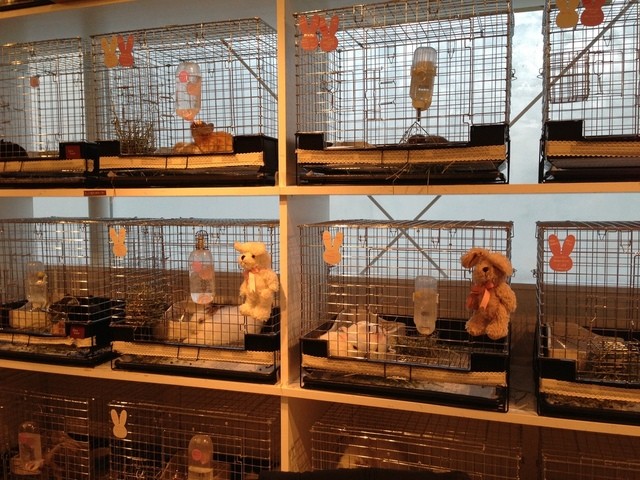 recommendations image for ミス・バニー