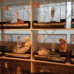 recommendations for ミス・バニー