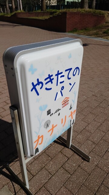 カナリヤ的实拍高清图