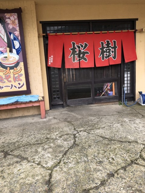 桜樹的实拍高清图
