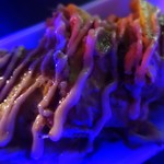 東京湾納涼船的實拍圖