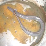 recommendations for 原田うなぎ屋