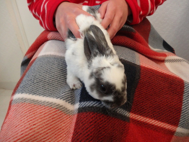 recommendations image for ミス・バニー