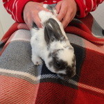 recommendations for ミス・バニー