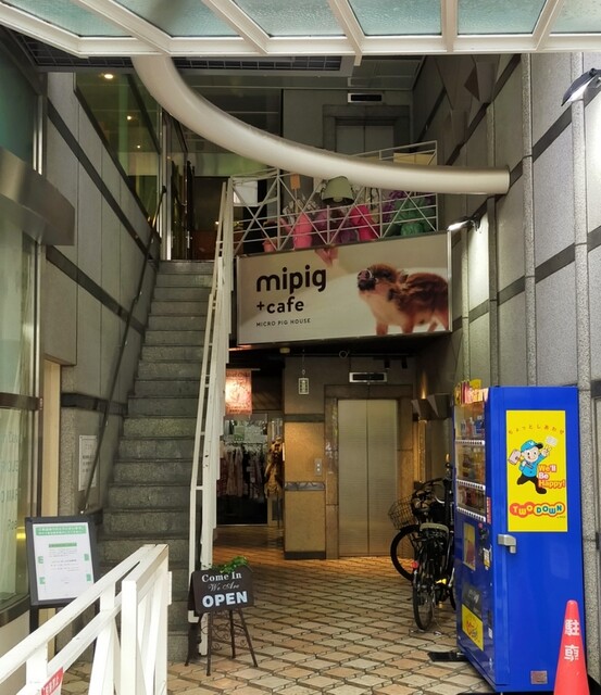 マイピッグカフェ 大阪店的實拍高清圖