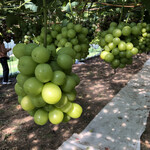 さくらんぼ山観光農園的實拍圖