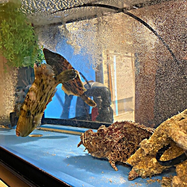 あまの的实拍高清图