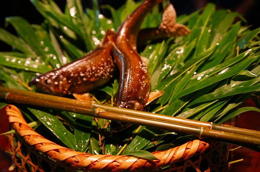 燈々庵的實拍圖