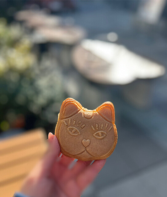 猫間的實拍高清圖