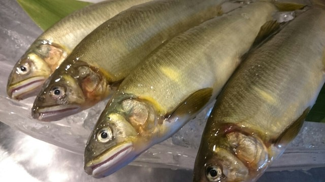 漁的实拍高清图