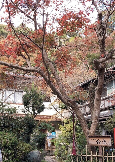 旬彩和食 紅葉的實拍高清圖