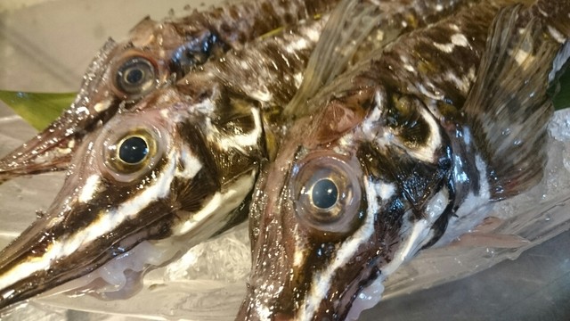 漁的实拍高清图