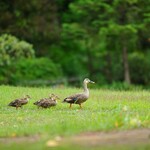 レストラン セントロ的實拍圖