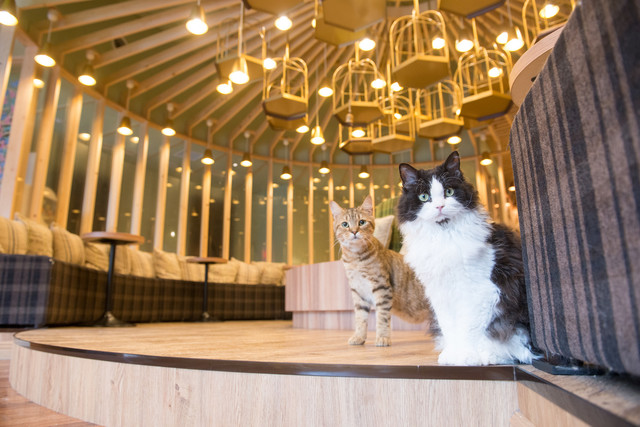 猫カフェMOCHA 秋葉原店的實拍高清圖