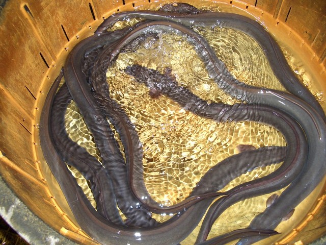 recommendations image for 原田うなぎ屋