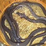 recommendations for 原田うなぎ屋