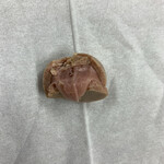 Leonidas 神楽坂店的實拍圖