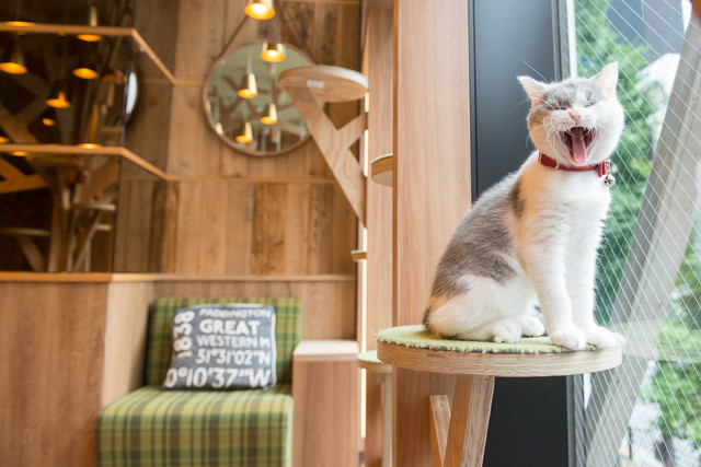 猫カフェMOCHA 秋葉原店的實拍高清圖