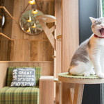 猫カフェMOCHA 秋葉原店的實拍圖