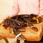 recommendations for ボニュ